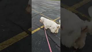 Video preview image #1 Clumber Spaniel Puppy For Sale in Mukwonago, WI, USA