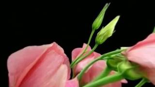 ॐ ॐ ॐSleeping jiva, Kula Shaker