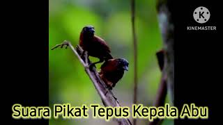 Download lagu Suara pikat Tepus Kepala Abu  mp3
