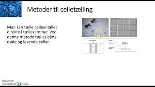 Mikroorganismers vækst