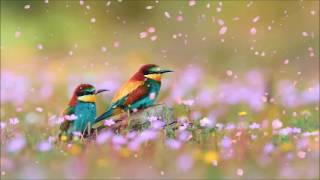 A Lover&#39;s Concerto || Kelly Chen - Lyrics