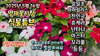 하루종일 비가 오락가락한 날 양재꽃시장 식물튜브에는 어떤 식물들이 입고되었는지 시청 하시고 힐링타임 되세요~…
