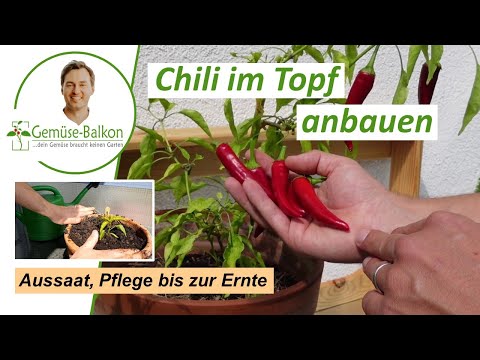 Chili 🌶️auf dem Balkon anbauen - Aussaat, Pflege bis zur Ernte