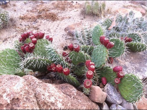download lagu mp3 mp4 Where To Buy Prickly Pear Syrup, download lagu Where To Buy Prickly Pear Syrup gratis, unduh video klip Where To Buy Prickly Pear Syrup