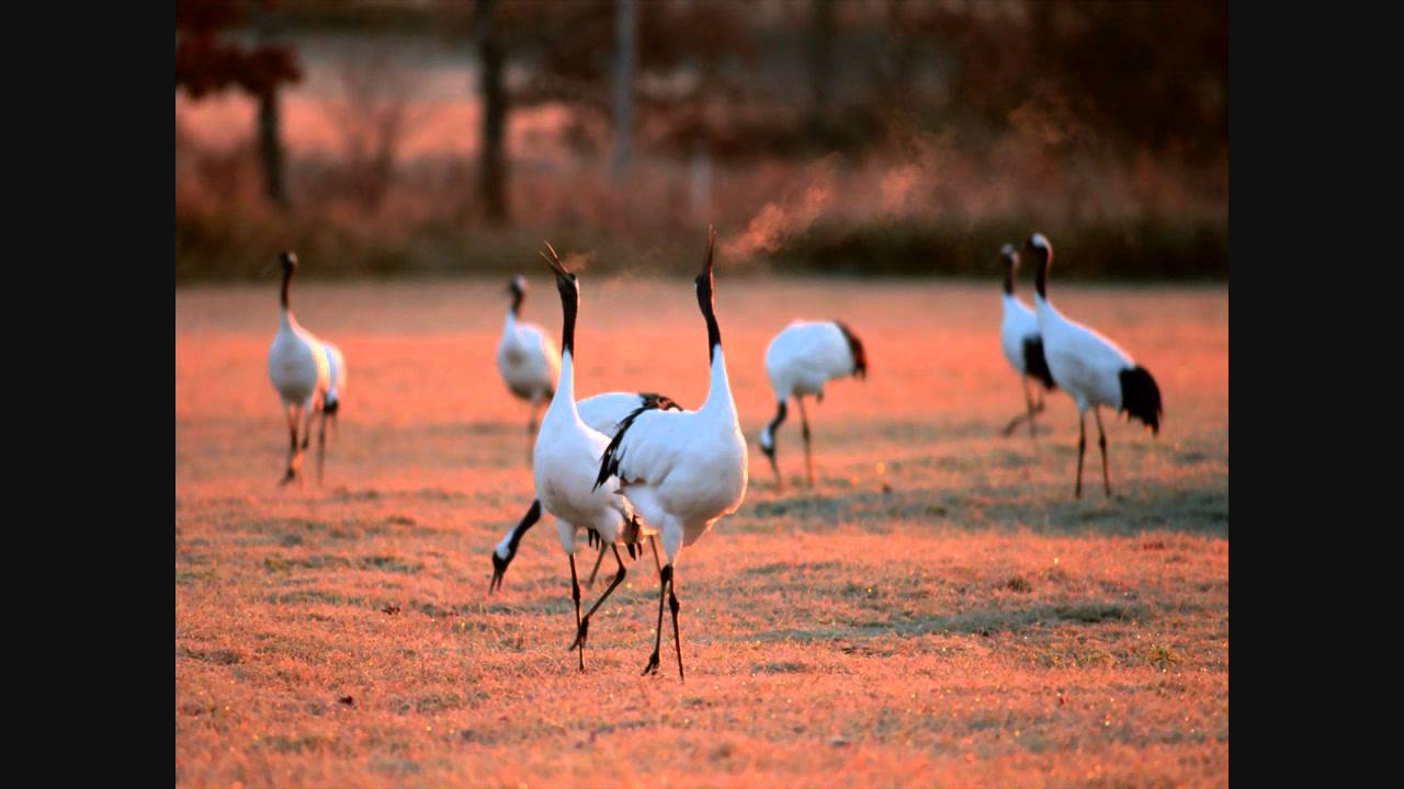 Pyar Ke Panchhi Hum Lyrics  | Poochho Mere Dil Se | Rahil Azam, Paresh Rawal | Alka Yagnik, Udit Narayan | Hariharan