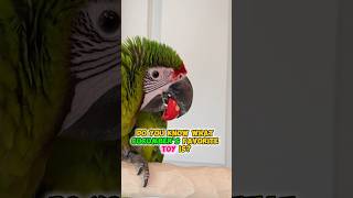 Cucumber's Favorite Toy!