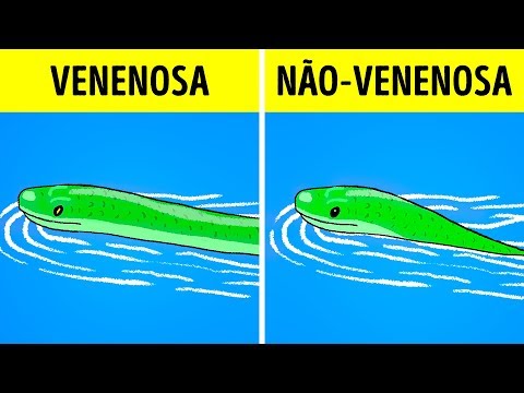 What to Do When You See a Snake