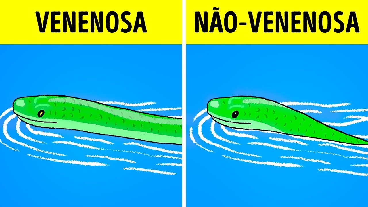 O Que Fazer Quando Você Vir Uma Cobra