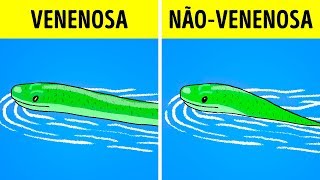 O Que Fazer Quando Você Vir Uma Cobra