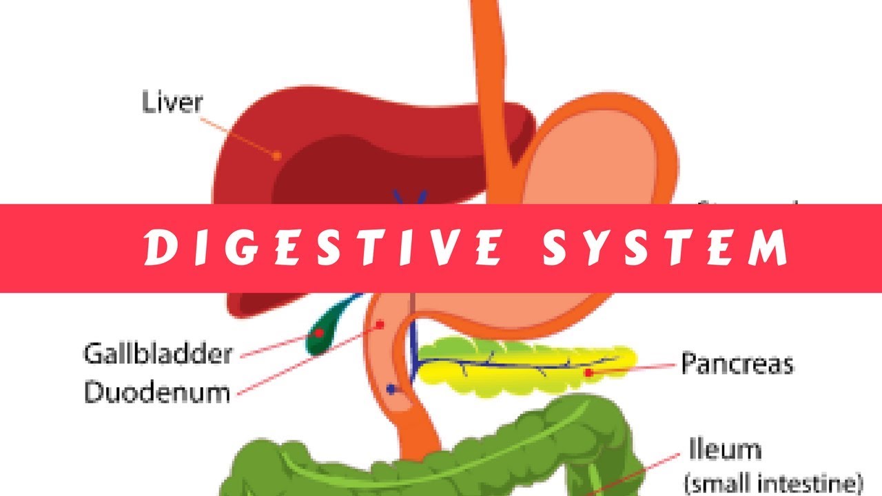The Digestive System ( Simple terms)