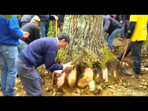 Taglio del Maggio - Accettura 5 maggio 2016