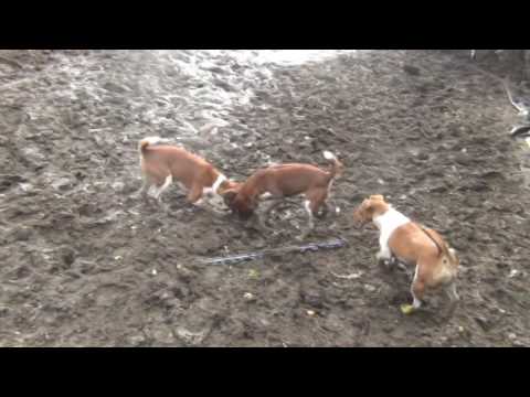 Severn Valley Ratters | 425 Rats Caught| Weekend Ratting At The Chicken Farm - Ratting with Terriers