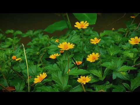 Bay Biscayne creeping-oxeye | Flower🌼