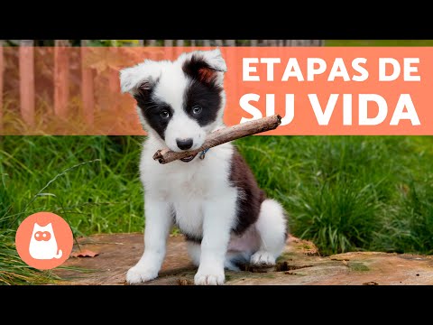 Until what age is a dog considered a puppy? 🐶 (Stages of Dog Behavior)