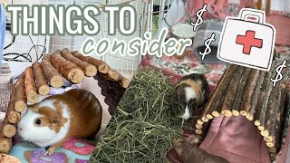 Things to Consider Before Bringing Home Guinea Pigs