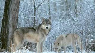 Hard Spirit - Winter Days