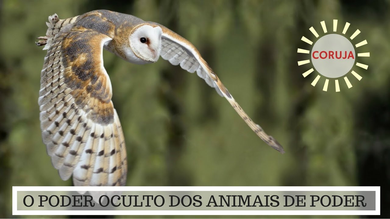 Significado Coruja - O Poder Oculto do Animal de Poder!