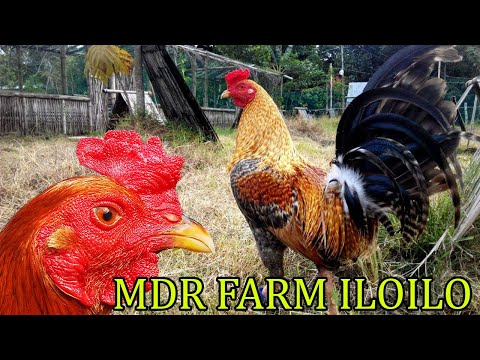 Nice 5k Sweater Gilmore Grey MDR FARM ILOILO