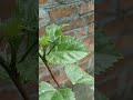 Flower Hibiscus Plant गुड़हल Nature Flower Garden Viral Shorts Houseplants Easyplants