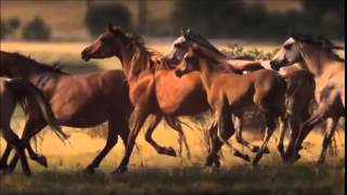 Download lagu Marillion - Beautiful mp3