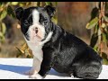 Boston Terrier dogs for sale: Ellie  - Video 1