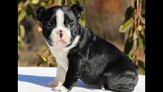 Video preview image #1 Boston Terrier Puppy For Sale in MANHEIM, PA, USA