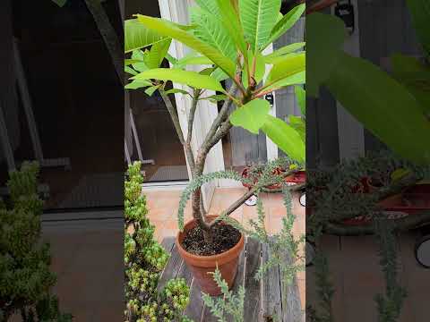 キョウチクトウは肥料を与えるべきですか 鉢植えの植物には定期的に餌を与える必要があります