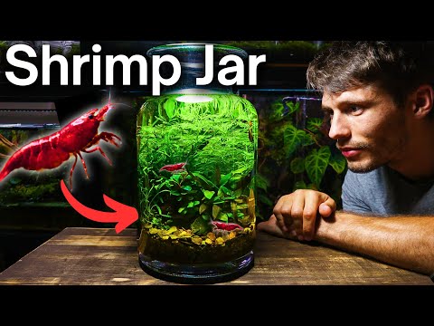 I Made a No-Filter Shrimp Jar Ecosystem, Here’s How!