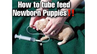 How to tube feed puppies‼️🍼 (Breeders Hacks)‼️