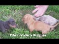 Miniature Dachshund dogs for sale: Tyler Chocolate Long Hair - Video 1