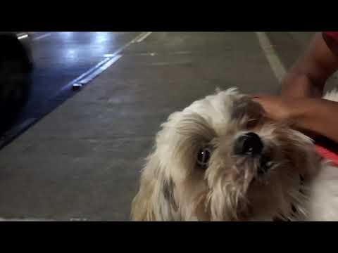 Such a cute Doggo 😍