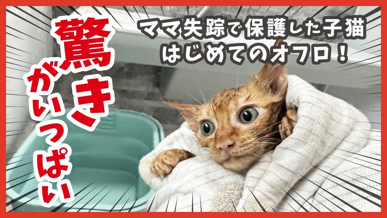 茶トラ４兄弟、初めてのお風呂！Dryboでふわっふわに変身🛁✨