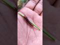 SUPER Cute Insects Anyuniqueanimals Animals Insects Bug Caterpillar Mantis