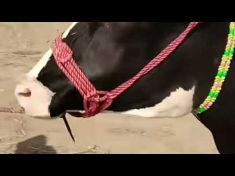 Female Big Boobs Sucking Baby or Breastfeeding28||Horse mating||Big Tits||Sexual Reproduction