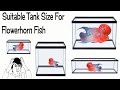 Flowerhorn Fish Tank Guide