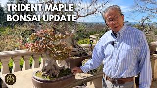 Quick Spring Update on My Trident Maple Bonsai Tree