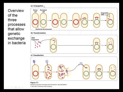 Genetics Chapter 7 Part 1