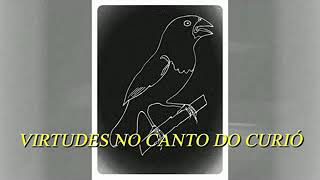 Virtudes no canto do curió