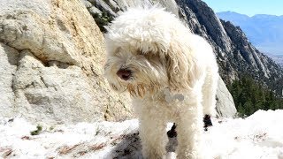 City Dog's First Time in Snow at Mt. Whitney - Sushi the Cockapoo