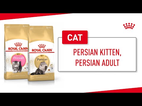 Persian Kitten, Persian Adult