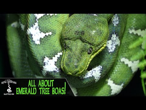 EMERALD TREE BOAS! (Everything you've always wanted to know)