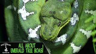EMERALD TREE BOAS! (Everything you&#39;ve always wanted to know)