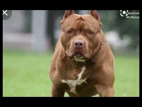 pitbull vs cane corso mass WhatsApp status😈😈😈👹