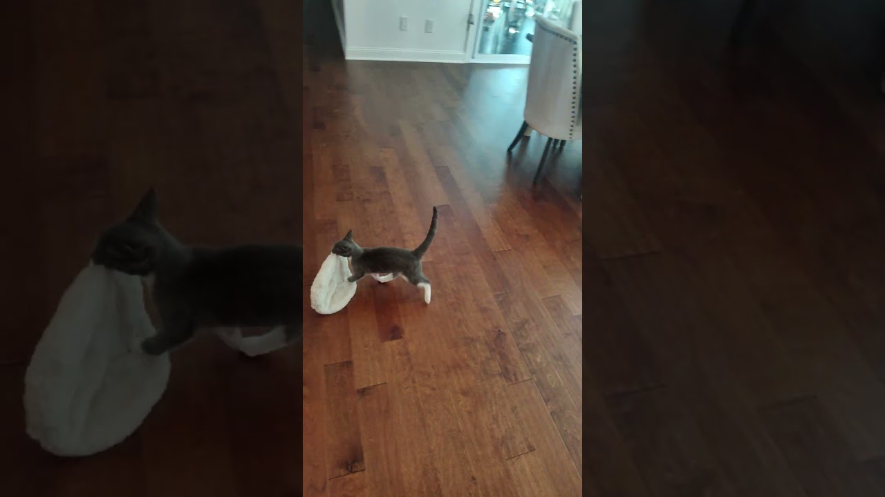 Enlarge SMOKE & CINDER, a Adoptable Domestic Short Hair in Charlotte, NC video 3/6