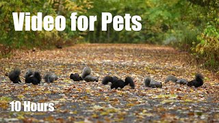 A Scurry of Squirrels and Forest Animals in Fall - 10 Hour Cat TV for Pets to Watch - Oct 27, 2025