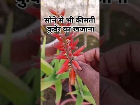 एलोवेरा के पौधे में फूल कब आता है 🤔 | ALOEVERA FLOWER #SHORTS #ALOEVERA FLOWERS  BENEFIT