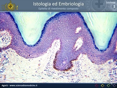 Istologia 03 - Epitelio di rivestimento composto (parte 1)