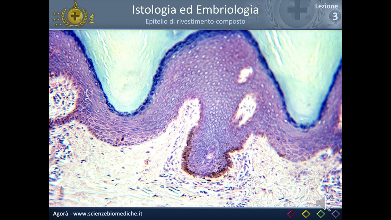 Istologia 03 - Epitelio di rivestimento composto (parte 1)