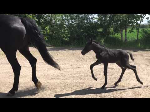 Beautiful filly by Diero Lux M (diarado - cortez) ue sandro ace - constant