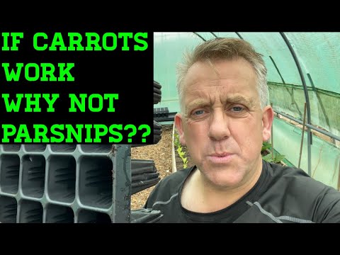 Sowing parsnips in root trainers !!